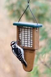 Downy Woodpecker - Tail Prop Suet Feeder