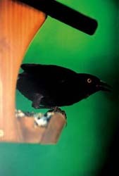 Common Grackle