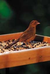 Canyon Towhee